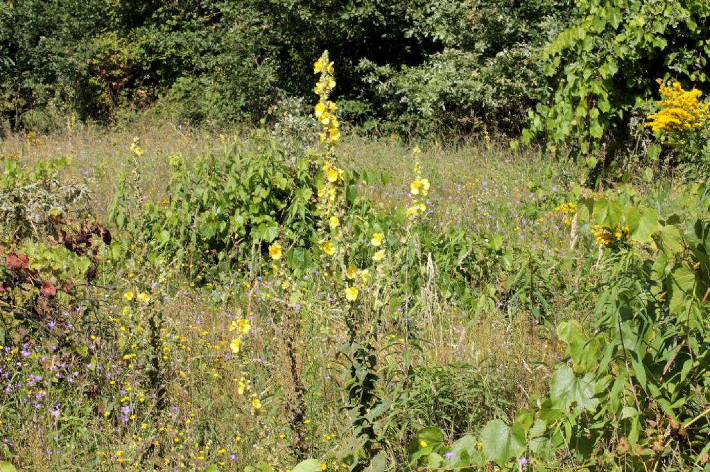 Verbascum thapsus?